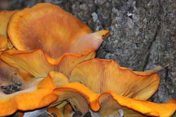 Картинка природа грибы оранжевые шляпки