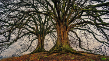 Картинка природа деревья ветки стволы осень