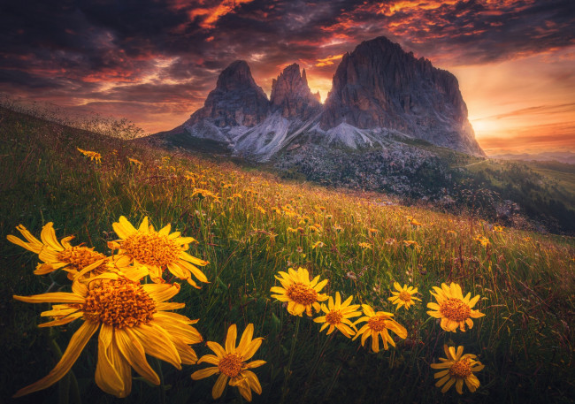 Обои картинки фото природа, луга, поле, закат, цветы, горы, тучи, скалы, вершины, склон