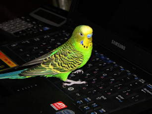 Картинка животные попугаи волнистый попугай ноутбук