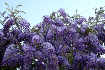 Картинка цветы глициния гроздья фиолетовый