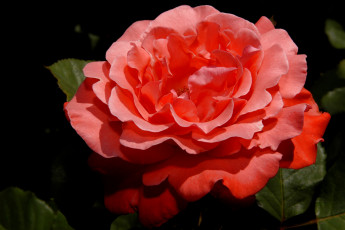 Картинка цветы розы пышный большой красный