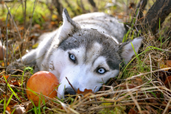 Картинка животные собаки яблоко осень сибирский хаски