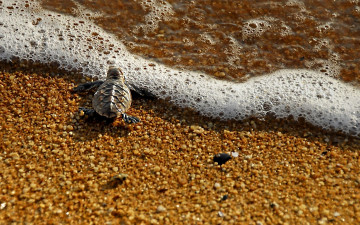 Картинка животные Черепахи камушки песок море черепашка прибой