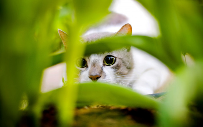 Обои картинки фото животные, коты, кошка, трава