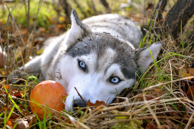 Обои картинки фото животные, собаки, яблоко, осень, сибирский, хаски