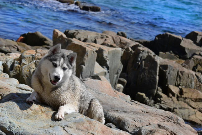 Обои картинки фото животные, собаки, камни, хаски, море