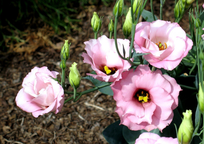 Обои картинки фото цветы, эустома, розовый, бутоны