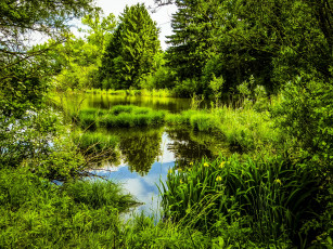 Картинка природа реки озера парк мюнхен кусты деревья пруд
