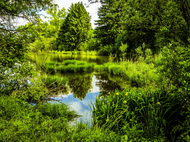 Обои картинки фото природа, реки, озера, парк, мюнхен, кусты, деревья, пруд