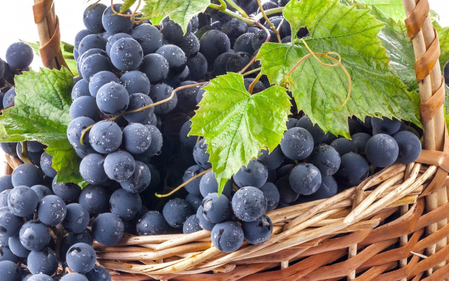 Обои картинки фото еда, виноград, корзина, капли, роса, гроздь, синий, чёрный, листья, ягоды
