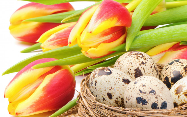 Обои картинки фото праздничные, пасха, красно-жёлтые, цветы, гнездо, тюльпаны, яйца, праздник