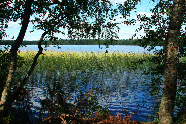 Обои картинки фото озеро желанное карелия, природа, реки, озера, озеро, желанное, карелия, камыши