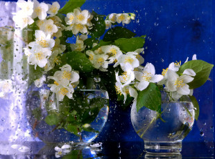 Картинка цветы жасмин бокалы