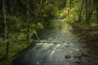 Картинка природа реки озера река деревья лес