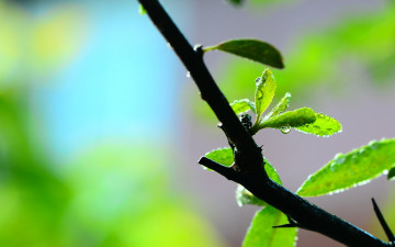 Картинка природа листья листочек листик макро зеленый ветка вода роса