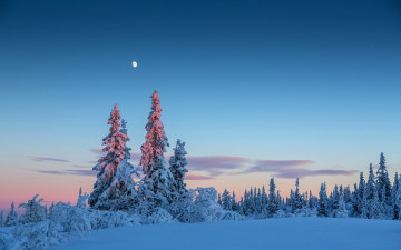 Картинка природа зима вечер снег небо деревья луна лес