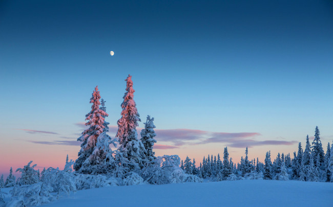 Обои картинки фото природа, зима, вечер, снег, небо, деревья, луна, лес