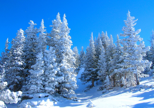 Обои картинки фото природа, зима, лес, небо, склон, снег, деревья