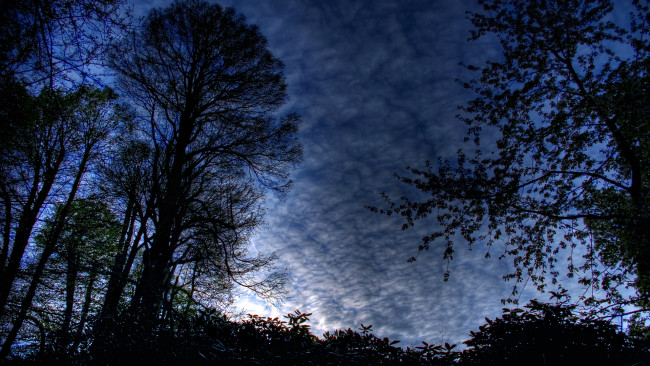 Обои картинки фото природа, деревья, небо, силуэты, облака