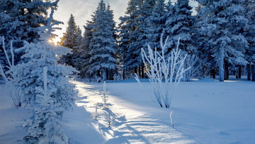 Картинка природа зима снег сугробы
