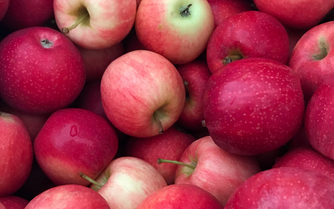 Обои картинки фото еда, яблоки, урожай, много