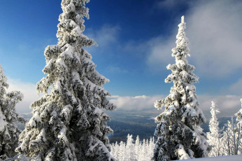Картинка природа зима деревья лес снег небо