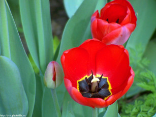 Картинка весенние тюльпаны цветы