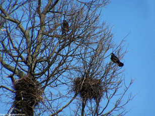 Картинка вороны на дереве животные грачи галки