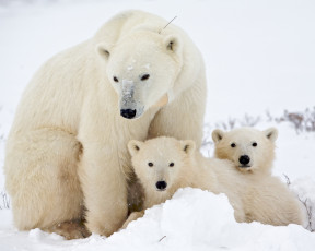 Картинка животные медведи медведица медвежата белые