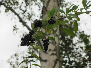 Картинка природа Ягоды ветка черные ягоды