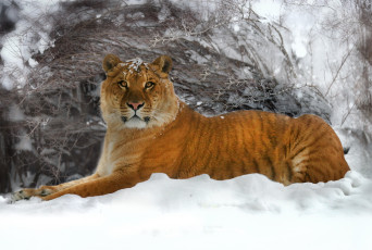 Картинка лигр животные тигры снег