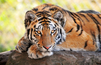 Картинка животные тигры хищник красавец взгляд