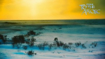 Картинка to the arctic 3d кино фильмы белый медведь арктика