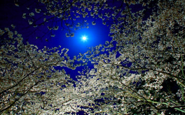 Картинка bright moonlight природа деревья свет лунный