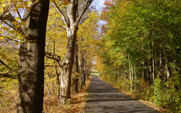 обоя природа, дороги, дорога, деревья, осень