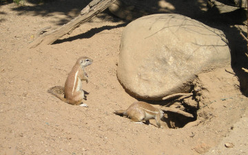 Картинка животные белки зоопарк камни песок