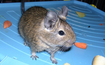 Картинка животные крысы мыши кормление