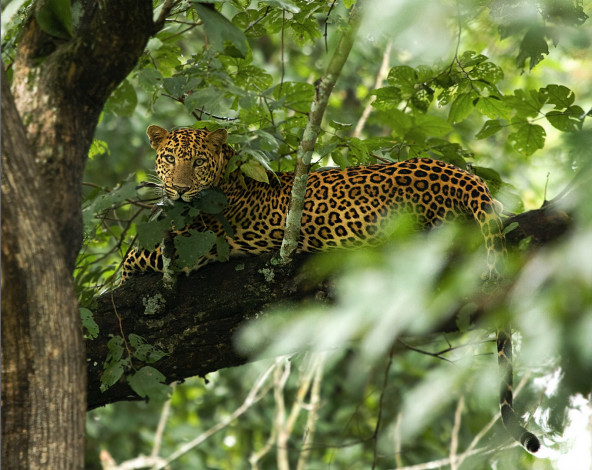 Обои картинки фото леопард, на, дереве, животные, леопарды, большая, дикая, кошка, ветви, листва