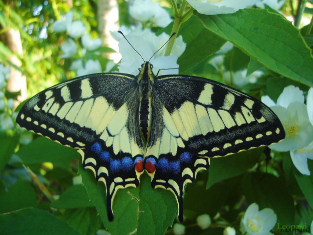 Обои картинки фото красивая, бабочка, животные, бабочки, махаон, сад, жасмин