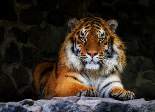 Обои картинки фото тигр, животные, тигры, морда, лапы, фотошоп