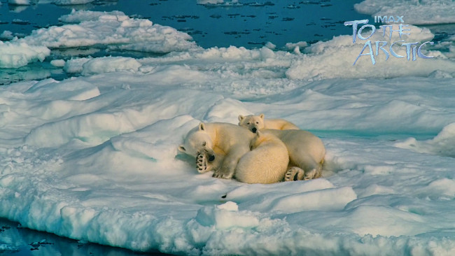 Обои картинки фото to, the, arctic, 3d, кино, фильмы, арктика, белые, медведи, льдина