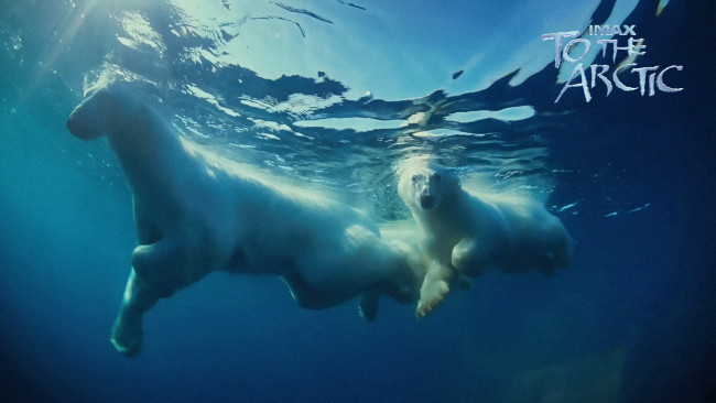 Обои картинки фото to, the, arctic, 3d, кино, фильмы, белые, медведи, медвежонок