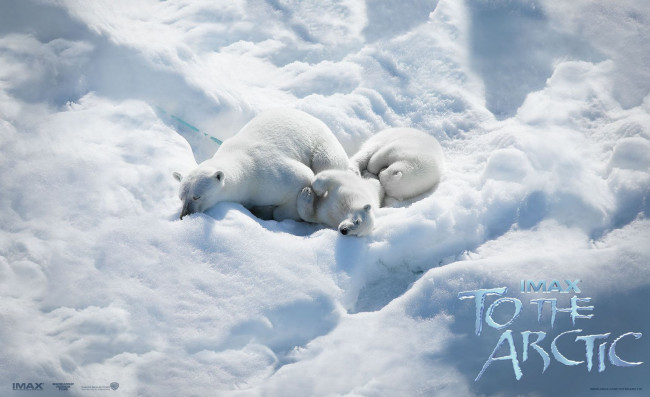 Обои картинки фото to, the, arctic, 3d, кино, фильмы, белые, медведи, арктика