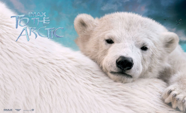 Обои картинки фото to, the, arctic, 3d, кино, фильмы, медвежонок, белые, медведи