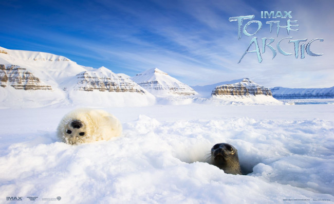 Обои картинки фото to, the, arctic, 3d, кино, фильмы, тюлени, арктика