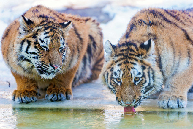 Обои картинки фото водопоя, животные, тигры, пьют, воду, пара