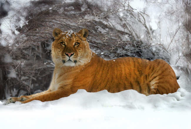 Обои картинки фото лигр, животные, тигры, снег