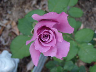 Картинка цветы розы бутон сиреневый