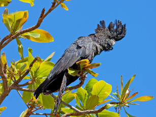 Картинка траурный какаду бэнкса животные попугаи ветки листья